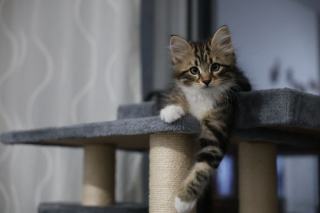 Fabriquer un arbre à chat soi-même : guide DIY pas cher