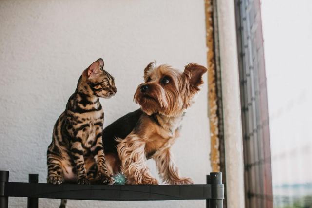 Économiser sur son animal de compagnie : chien et chat malins Comment réduire les dépenses pour son chien ou son chat sans sacrifier leur bien-être