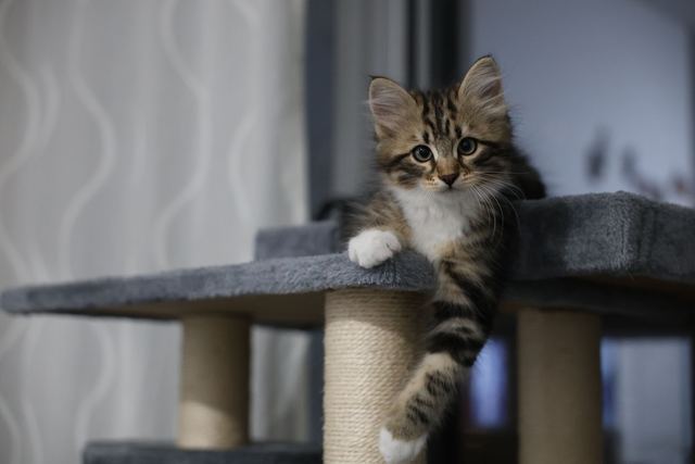 Arbre à chat fabrication maison : guide DIY pas à pas Arbre à chat fabrication maison : guide DIY pas à pas