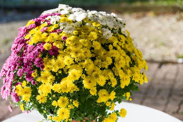 Chrysanthème de la Toussaint : histoire, entretien et seconde vie après le cimetière