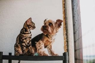 Économiser sur les dépenses pour son chien ou son chat