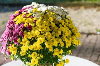 Chrysanthème de la Toussaint : fleur de cimetière ou d'intérieur